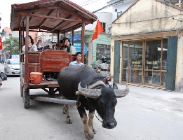 Về Bát Tràng du lịch bằng xe trâu